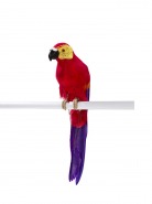Talking Διακοσμητικός Παπαγάλος Tropical Fiesta Talking Διακοσμητικός Παπαγάλος Tropical Fiesta